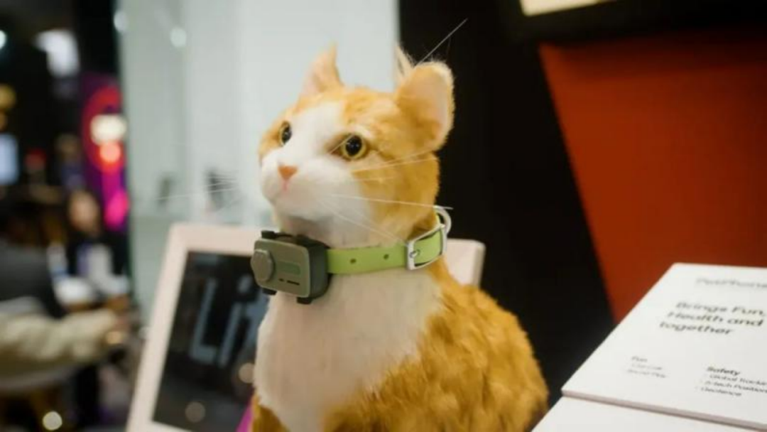 精打细算的年轻人却愿意花大钱让宠物过上“智能生活”(图5)