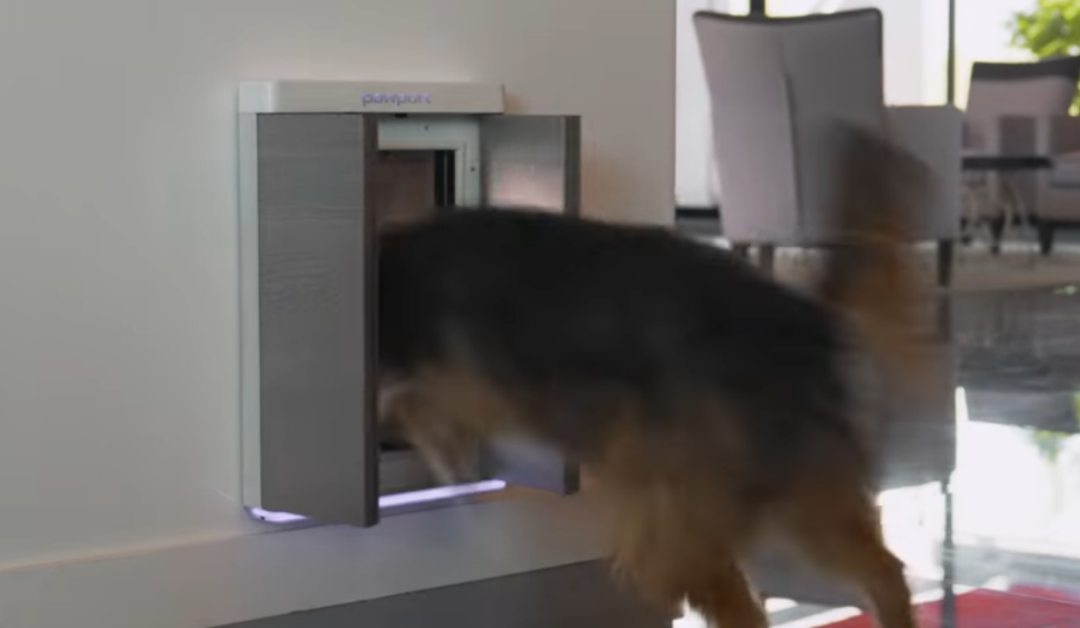 精打细算的年轻人却愿意花大钱让宠物过上“智能生活”(图7)